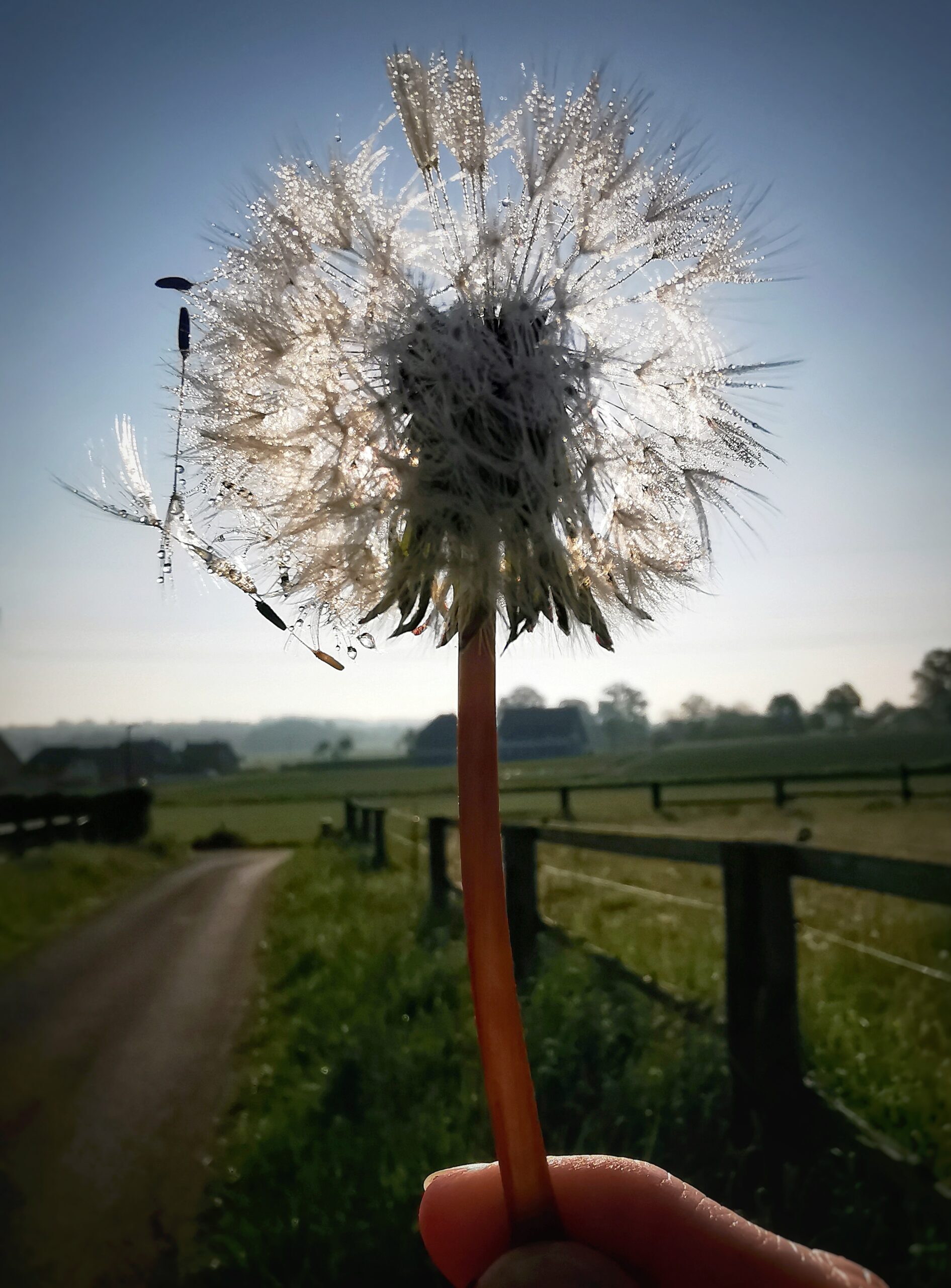 Pusteblume